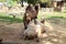 Camels in zoological garden in Bojnice