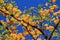 Camelthorn - African Spring Blossoms