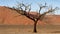 Camelthorn tree against dune, Namib desert