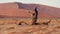 Camelthorn tree, Namib desert