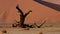 Camelthorn tree, Namib desert