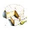 Camembert french cheese watercolor illustration