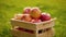 Camera approaches to a wooden crate full of fresh large, ripe red apples