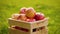 Camera approaches to a wooden crate full of fresh large, ripe red apples