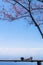 Camera and Bible placed on a wooden terrace beneath the blooming pink blossoms of cherry blossoms in the morning. The beautiful sc