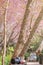 Camera and Bible placed on a wooden terrace beneath the blooming pink blossoms of cherry blossoms in the morning. The beautiful sc