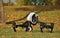 Camera Drone (Fall Colors & Leaves in Background)