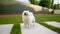 Camera finds a cute little white pomeranian dog. Standing on the grass.