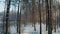 Camera Flight through Beautiful Winter Snowy Coniferous Forest. Sunlight Through Woods In Winter Forest Landscape. Lane