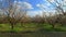 Camera flight over cherry blossom tree. Orchard in spring landscape. Industry and agriculture.