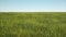 Camera flying on 3D large grass field with Blue Sky in daylight. 4k loop