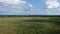 Camera flying to the group of podolian cattles in Nature park Lonjsko Polje in Croatia, Europe