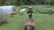Camera follow woman gardener with wheelbarrow