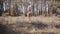 Camera following Caucasian girl in pink clothes riding brown horse in the autumn forest. Young female equestrian resting