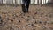 Camera follows the female legs, unrecognizable girl walks in a coniferous forest, back view