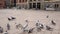 The camera follows the flying doves. Pigeons on a beautiful square. Man scares pigeons