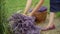 Camera follows lavender in female hands as gardener putting down flowers in basket. Unrecognizable slim happy florist