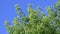 Camera looks up to top of deciduous tree on blue sky background