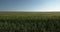 Camera movement along a wheat field stretching into the horizon
