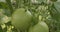 Camera movement between bushes with green tomatoes