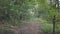 Camera moves above a forest dirt road among dense trees with green foliage