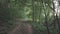 Camera moves above a forest dirt road among dense trees with green foliage