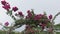 Camera moves on the bridge with the arches twined a terry hibiscus