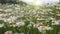 Camera moves through field of white and yellow daisies. Summer flowers sway in the wind with warm sunrays. Alpine daisy