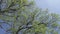 Camera moves removing from below a grove of oaks with young spring green foliage against the background of the blue sky