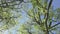 Camera moves removing from below a grove of oaks with young spring green foliage against the background of the blue sky