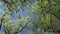 Camera moves removing from below a grove of oaks with young spring green foliage against the background of the blue sky