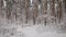 Camera moves in a snowy forest with lot of pine trees and then rises up. Incredibly beautiful wood in the winter seaso