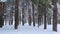 The camera moves to the snow covered forest on a cold winter day. Beautiful winter background, tourism, camping, time of
