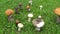 Camera moving above group of mushrooms on the grass