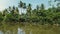 Camera is moving on a boat along sunny jungle river with beautiful lush greenery, exotic bushes and large palm trees.