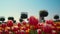 Camera moving through flower garden under blue sky. Silhouette of unknown woman.