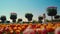 Camera moving through flower garden under blue sky. Silhouette of unknown woman.