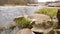 Camera is moving over clean fresh water of a forest stream running over mossy rocks.