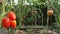 Camera moving between rows of ripening red tomatoes on garden bed. Concept of gardening, domestic food and healthy