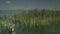 Camera pan over common reeds