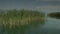 Camera pan over common reeds at Ohrid Lake.