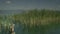 Camera pan over common reeds at Ohrid Lake