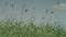 Camera pan over common reeds at Ohrid Lake.