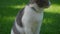 Camera pan to a curious domestic cat looking aroung on a green grass lawn