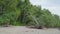 Camera panning on wetland beach trees