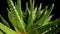 Camera pans over green succulent leaves on an isolated black background. Homemade aloe plant with sharp evergreen leaves