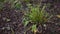 Camera pans to the remains of a landscaping hosta after deer have bitten off the stems