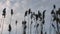 Camera shoots branches of plants against the background of a gray sky view from the bottom up.