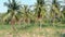 Camera shoots long palm tree leaves with ripe coconuts