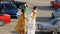 Camera Shows Young Attractive Actresses on Stilts among Cars